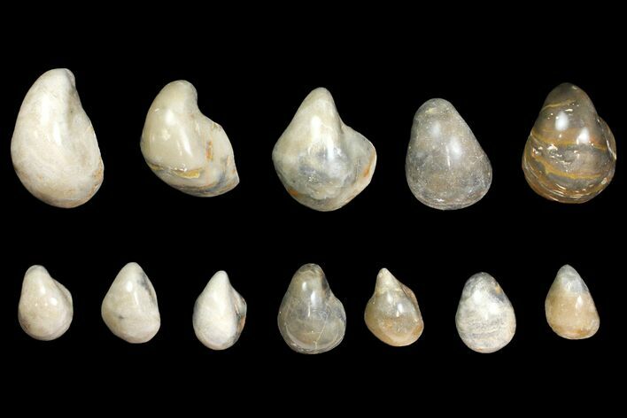 Lot: Polished Fossil Oyster Shells - Around Pieces #141091